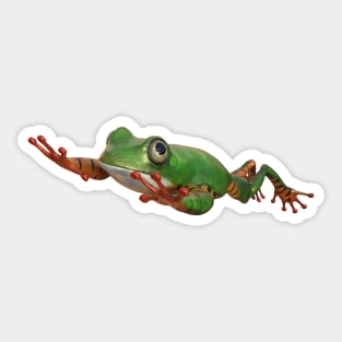 Tiger tree frog in Brazil tropical amazon rain forest Sticker